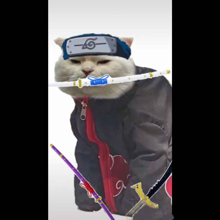 Avatar mèo anime Blox Fruit